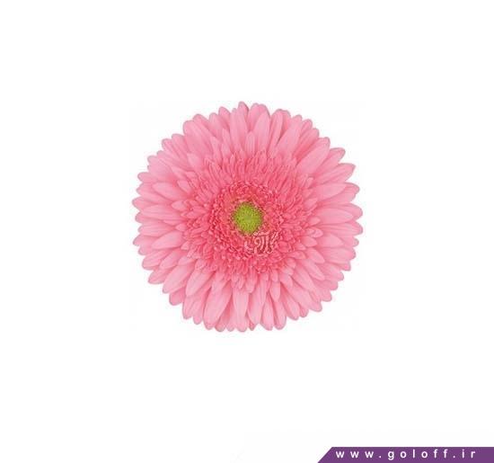 گل ژربرا پانوراما - Gerbera | گل آف